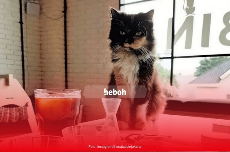 7 Kafe Kucing di Indonesia yang Wajib Dikunjungi