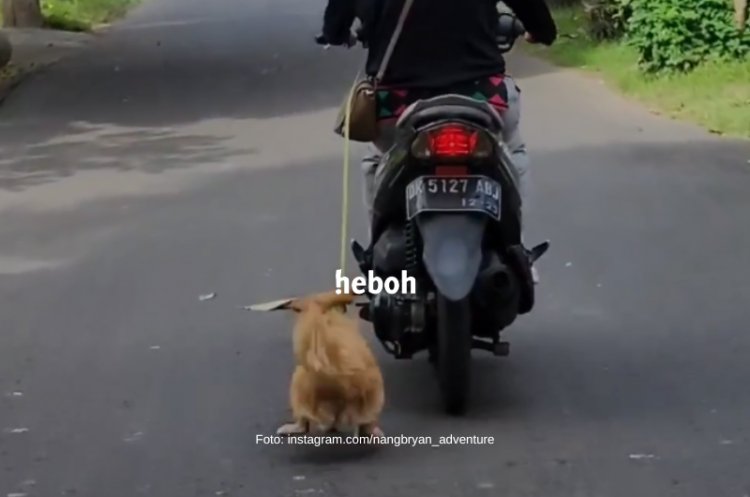 Tega! Pengandara Motor di Bali Seret Anjing Sampai Kakinya Berdarah